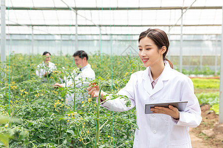 农业培育科学家平板电脑观察植物图片