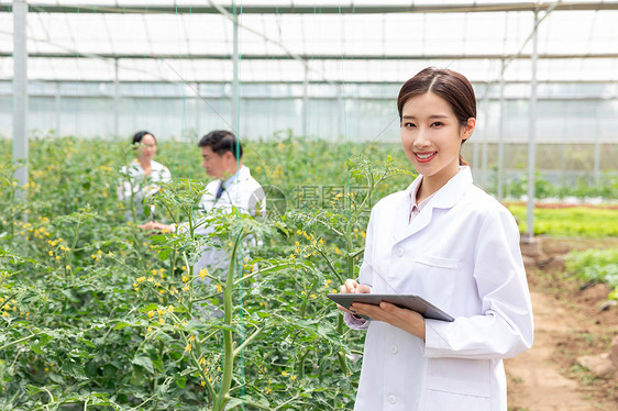 农业培育科学家平板电脑观察植物图片