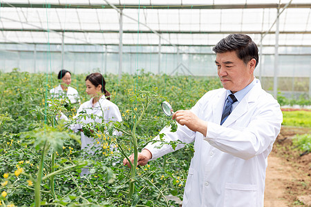 农业培育科学家观察植物图片