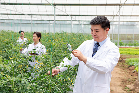 农业培育科学家观察植物图片