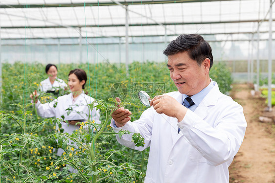 农业培育科学家观察植物图片