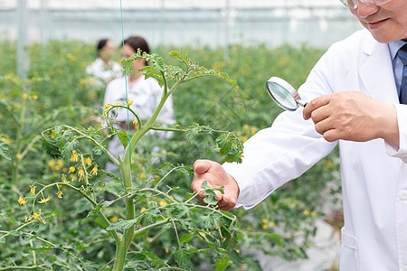 农业培育科学家观察植物图片