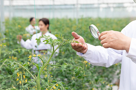 农业培育科学家观察植物背景图片