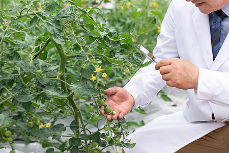 农业培育科学家观察植物图片