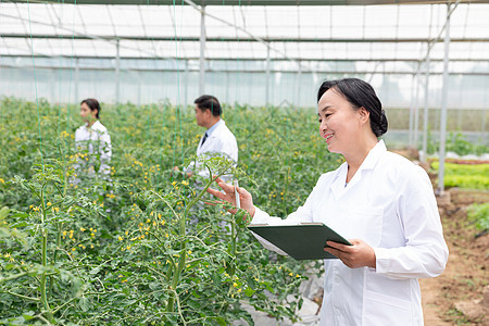 农业培育科学家观察植物图片