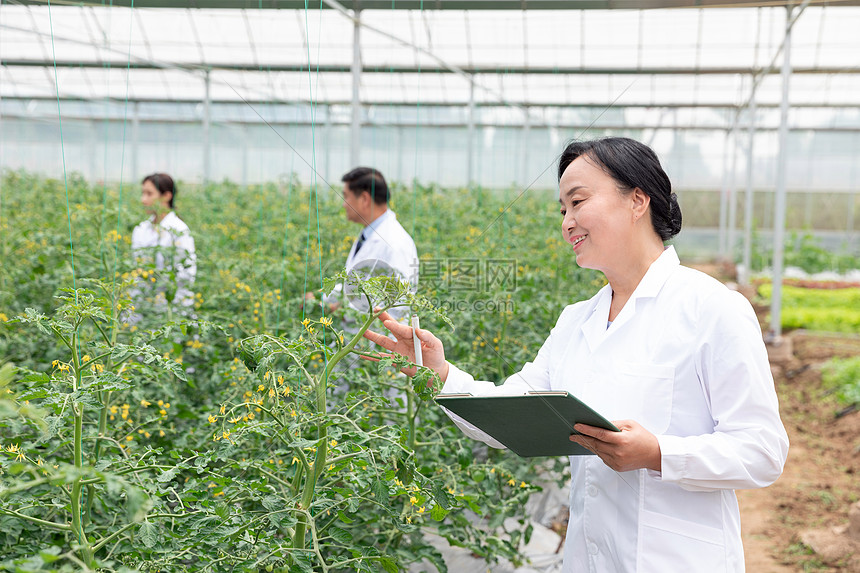 农业培育科学家观察植物图片