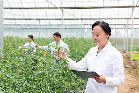 农业培育科学家观察植物图片