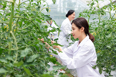 农业培育科学家观察植物图片