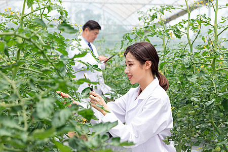 农业培育科学家观察植物图片