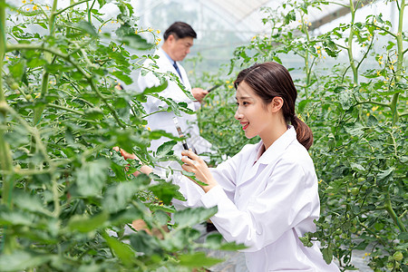 农业培育科学家观察植物图片