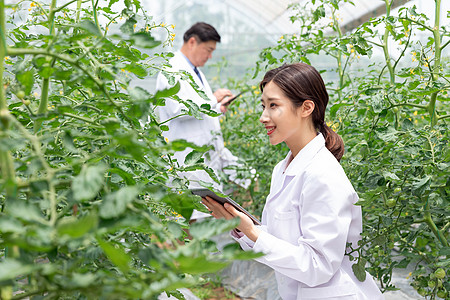 农业培育科学家观察植物图片