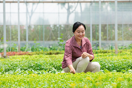 蔬菜大棚内农民摘菜图片