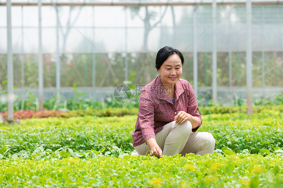 蔬菜大棚内农民摘菜图片