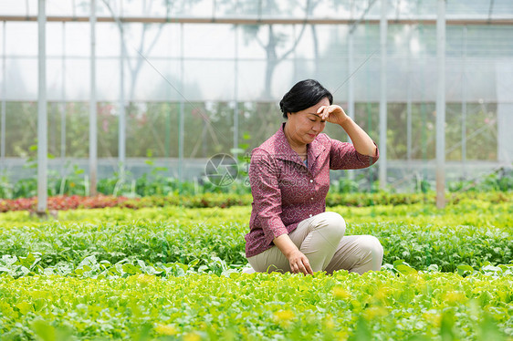 蔬菜大棚内农民摘菜图片