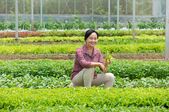 蔬菜大棚内农民摘菜图片