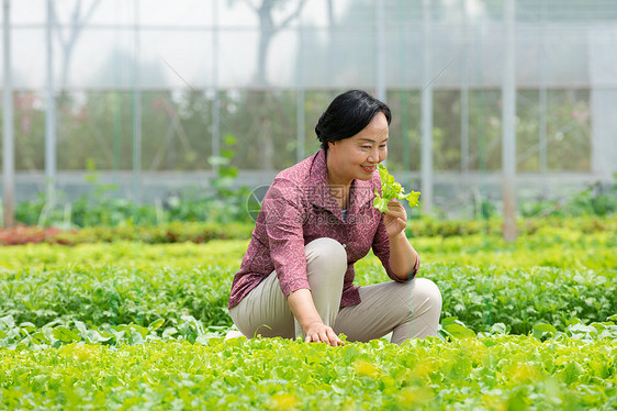 蔬菜大棚内农民摘菜图片