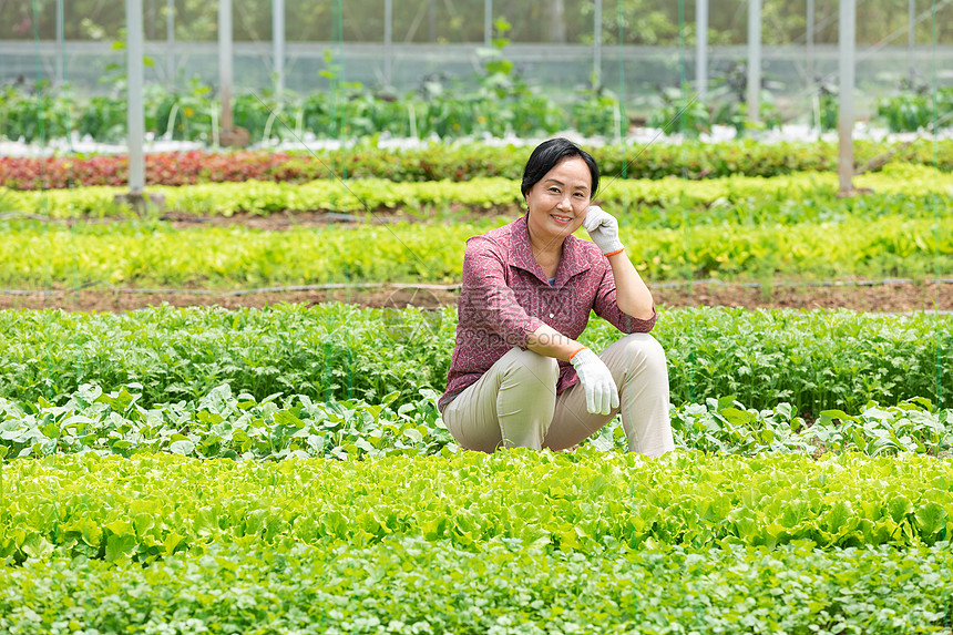 蔬菜大棚内农民摘菜图片