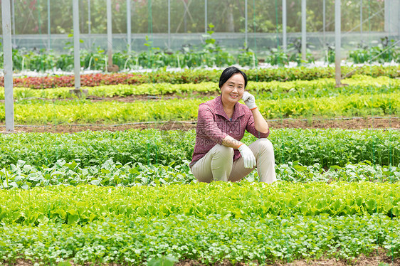 蔬菜大棚内农民摘菜图片