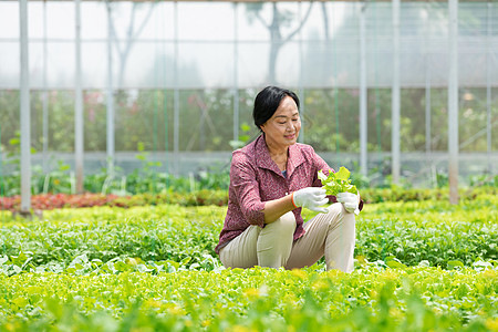 蔬菜大棚内农民摘菜图片