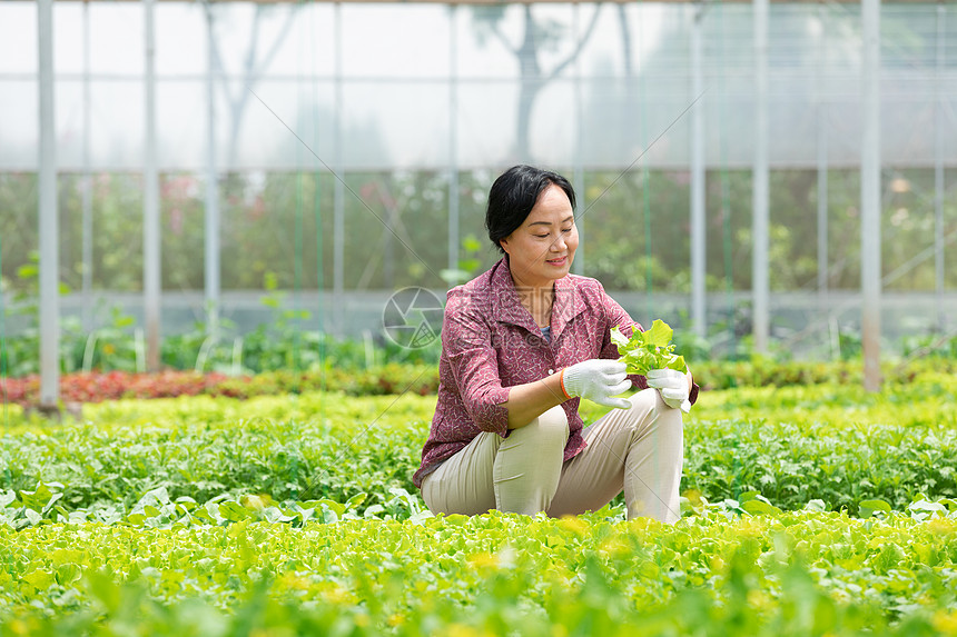 蔬菜大棚内农民摘菜图片