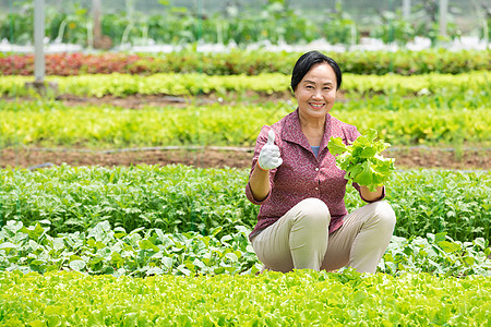 蔬菜大棚内农民摘菜点赞图片