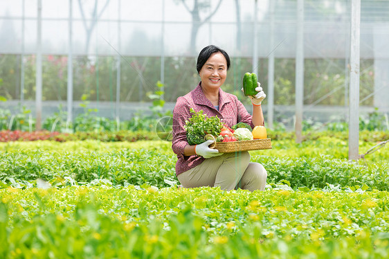 蔬菜大棚内农民摘菜图片