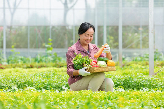 蔬菜大棚内农民摘菜图片