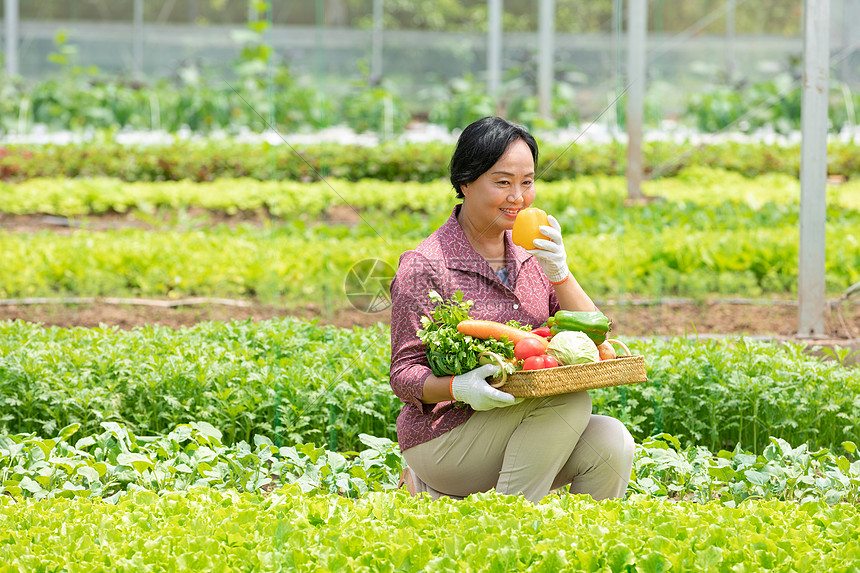 蔬菜大棚内农民摘菜图片