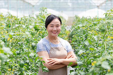 蔬菜大棚内农民摘菜图片