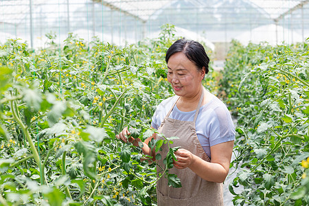 蔬菜大棚内农民摘菜图片