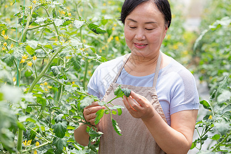 蔬菜大棚内农民摘菜图片