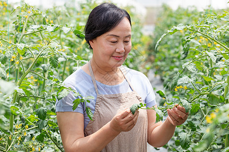 蔬菜大棚内农民摘菜图片