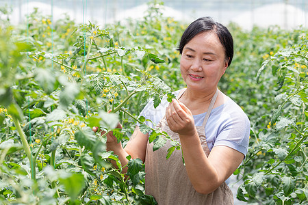 蔬菜大棚内农民摘菜图片