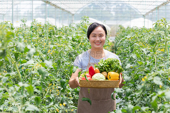 蔬菜大棚内农民摘菜图片