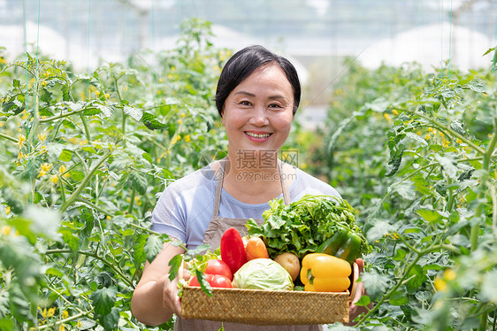 蔬菜大棚内农民摘菜图片