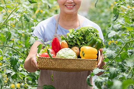 蔬菜大棚内农民摘菜图片