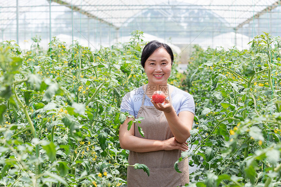 蔬菜西红柿大棚内农民摘菜图片