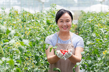 蔬菜西红柿大棚内农民摘菜背景图片