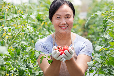 蔬菜西红柿大棚内农民摘菜背景图片