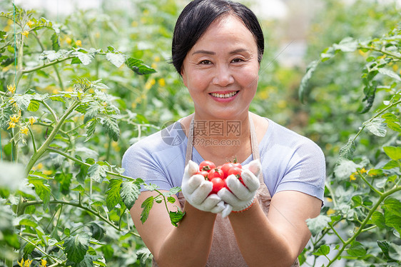 蔬菜西红柿大棚内农民摘菜图片