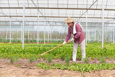 蔬菜大棚内农民耕地图片