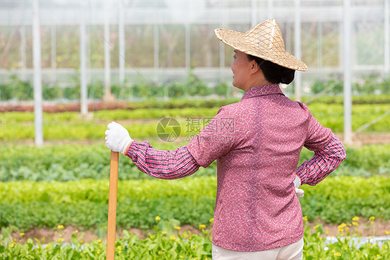 蔬菜大棚内农民耕地图片