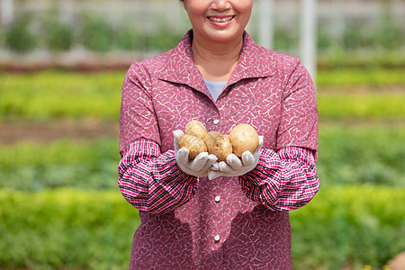 蔬菜大棚内农民拿着土豆图片