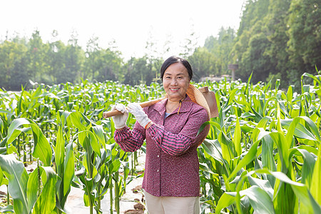 农民玉米地耕地图片