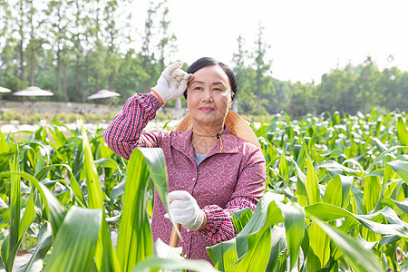 农民玉米地采摘玉米图片