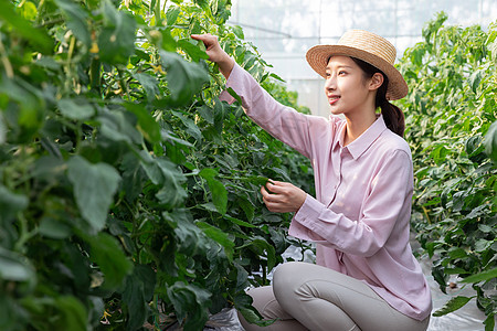 青年女性蔬菜大棚采摘西红柿图片