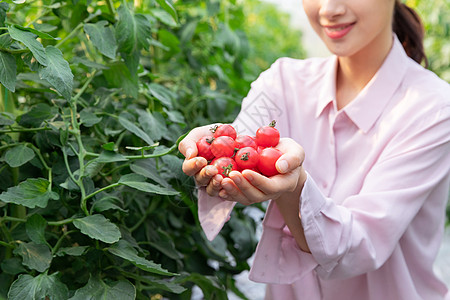 运动人物青年女性蔬菜大棚采摘西红柿背景