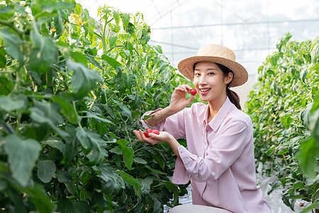 中国农民青年女性蔬菜大棚采摘西红柿背景