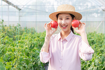 青年女性蔬菜大棚采摘西红柿图片