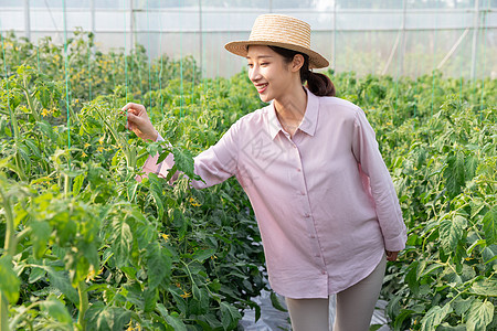 青年女性蔬菜大棚采摘西红柿图片